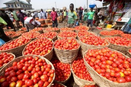 
          Le potentiel de production de tomate  dans la vallée du fleuve Sénégal (VFS)
