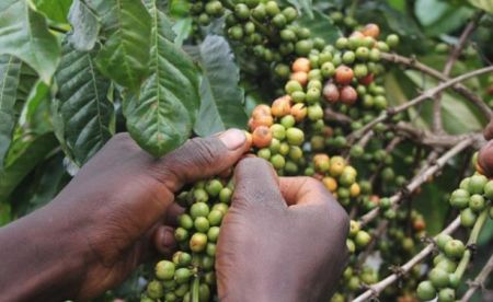 
          Financement agricole: L’Union européenne (UE) et l’exécutif éthiopien ont lancé récemment un projet en faveur de la filière café 