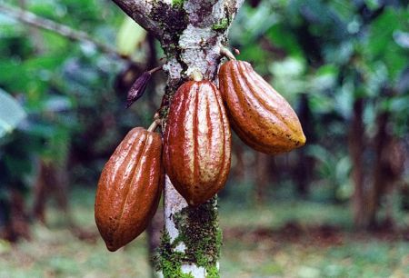 
          Maladie du cacao: Encore combien d’années pour que les cacaoculteurs aient à disposition un traitement contre le Swollen Shoot