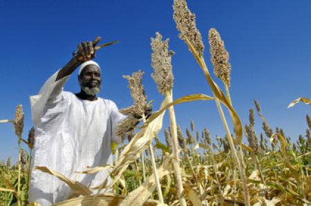 
          Programme agricole au Soudan: un accord financier entre le FIDA et le Soudan en faveur des petits exploitants agricoles 