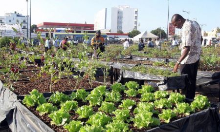 
          Investissement agricole: Attirer l’investissement  grâce à la Zone économique spéciale de Nkomazi (SEZ) en Afrique du sud 