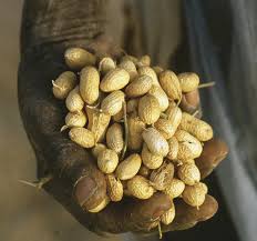 
          Les prix de l’arachide en baisse en Afrique de l’Ouest: Est-ce pour longtemps?