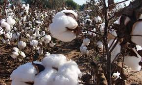 
          La campagne 2019/20 de commercialisation du coton graine a été lancée au Bénin 