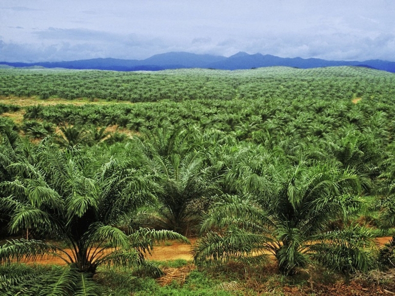 
          Investissement: Posco International investit dans une raffinerie de palmier à huile au Ghana