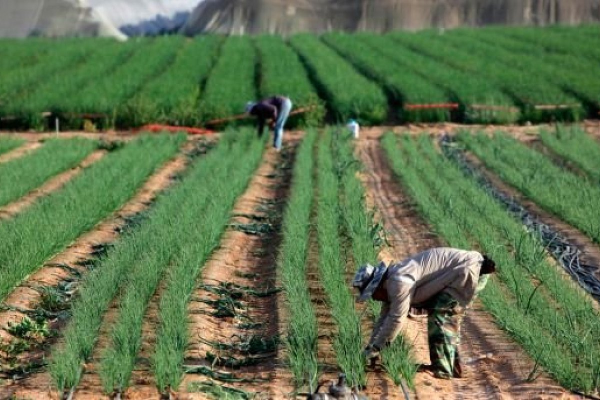 
          Formation agricole: Des dizaines d’agriculteurs Gambiens se forment actuellement en Israël