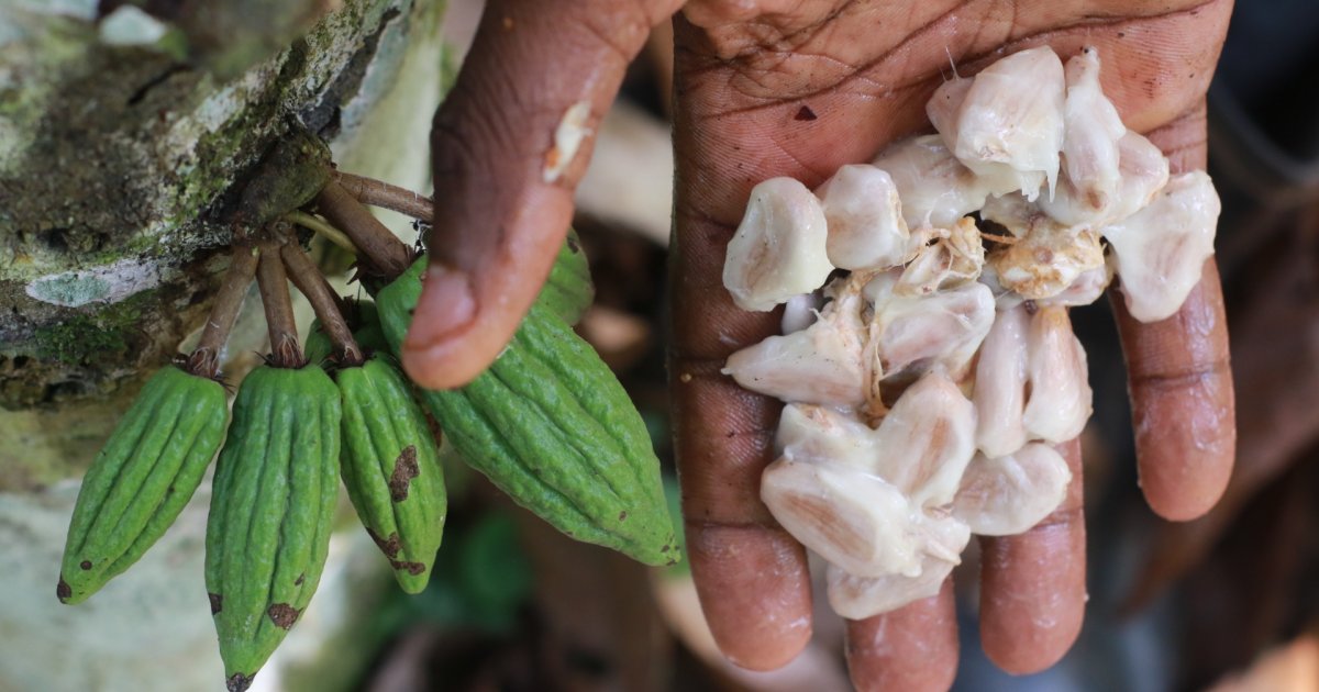 
          Projet Cocoa4Future: Un projet de recherche sur la filière cacao en Côte d’Ivoire et au Ghana