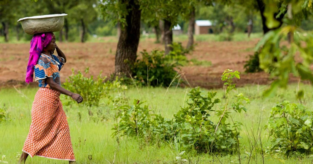 
          Projet FORECO: Reforestation avec  filières innovantes pour la forêt et l'économie locale du Mali