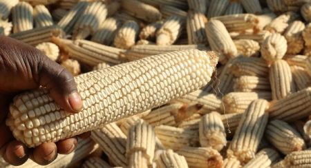 
          Importation de maïs au Kenya: Le Kenya pourrait importer 2 millions de sacs de maïs avant mai prochain.