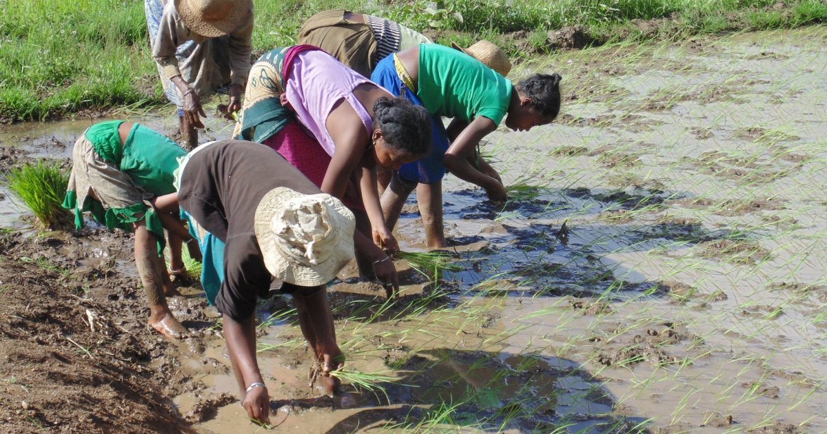 
          Projet TALAKY en Madagascar: Pour l’intensification et  la diversification écologique de l’agriculture 