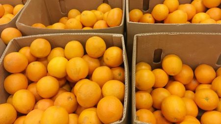 
          Exportation d’agrumes en Afrique du Sud: Le pays anticipe un record à l’exportation de 143,3 millions de cartons en 2020
