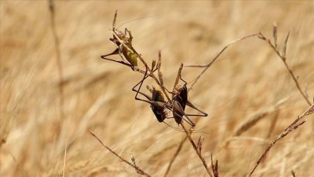 
          Les pertes et dommages que pourraient causer les criquets pèlerins au niveau mondial