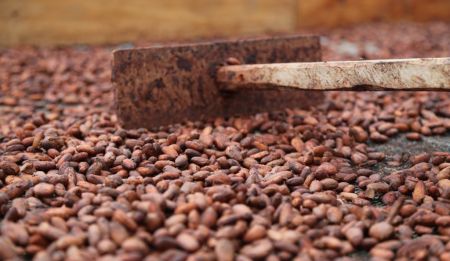 
          Filière cacao au Cameroun: Renchérissement des prix du cacao dû à l’extension des capacités de transformation locales