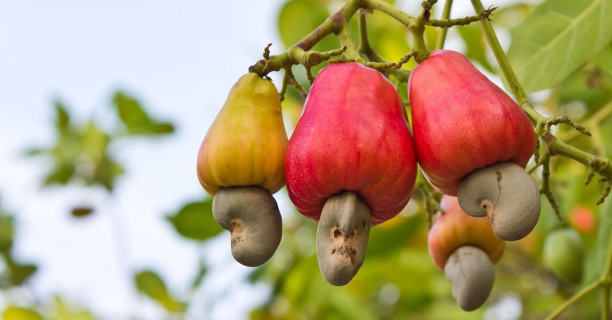 
          Etat de la campagne courante de la filière anacarde en Côte d’Ivoire