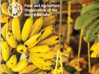 
          Chute de 22% des exportations de bananes d’Afrique en 2020