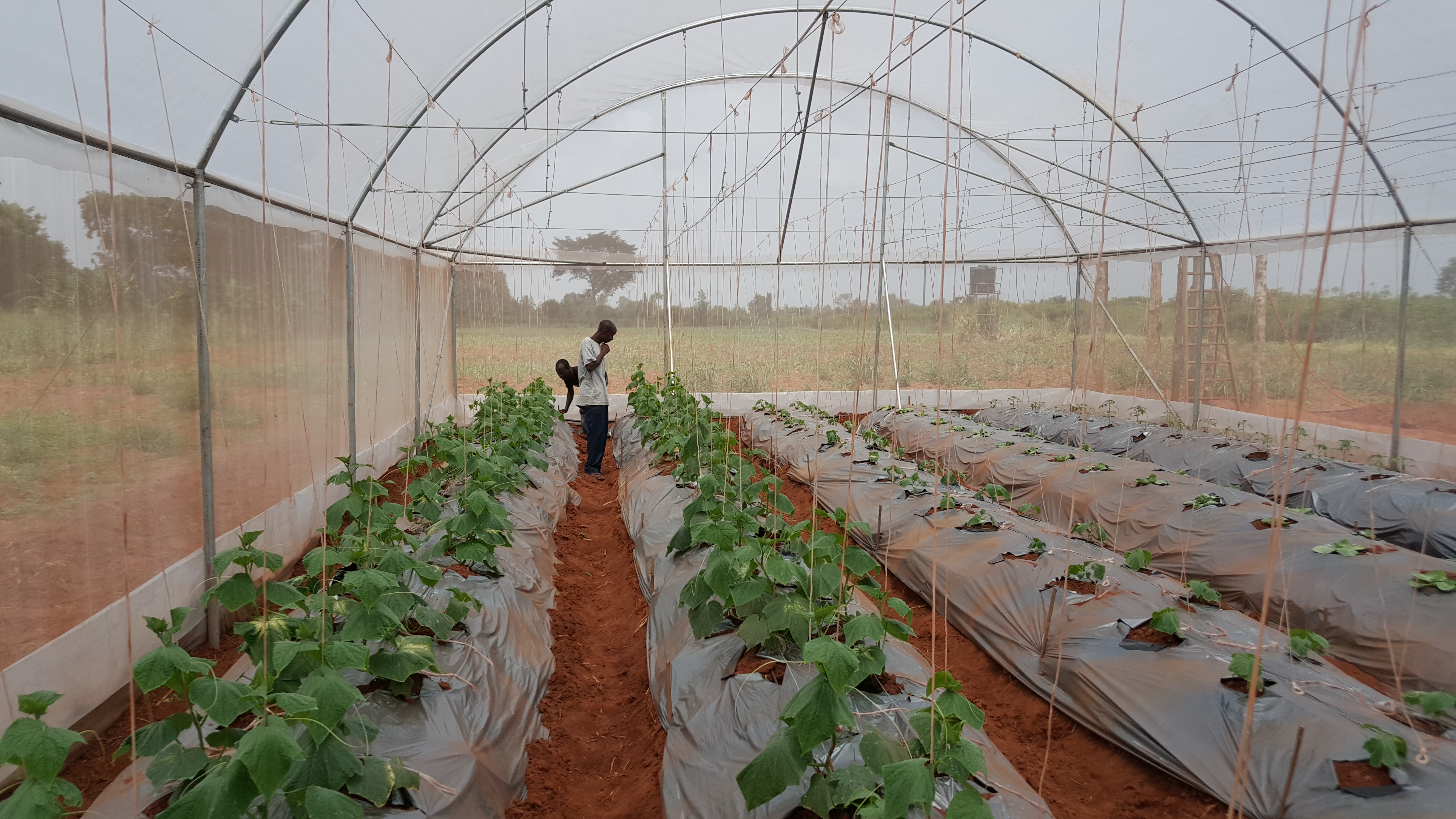 
           Yariv Kedar : Du « savoir-faire » au « faire-faire » israélien pour les petits agriculteurs d'Afrique de l'Ouest 