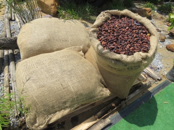 
           La grève des cacaoculteurs en Côte d'Ivoire a peu d'impact à ce jour 