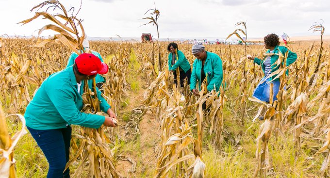 
           FMO, CDC et AgFunder lancent une plate-forme sur les technologies agro-alimentaires africaines 