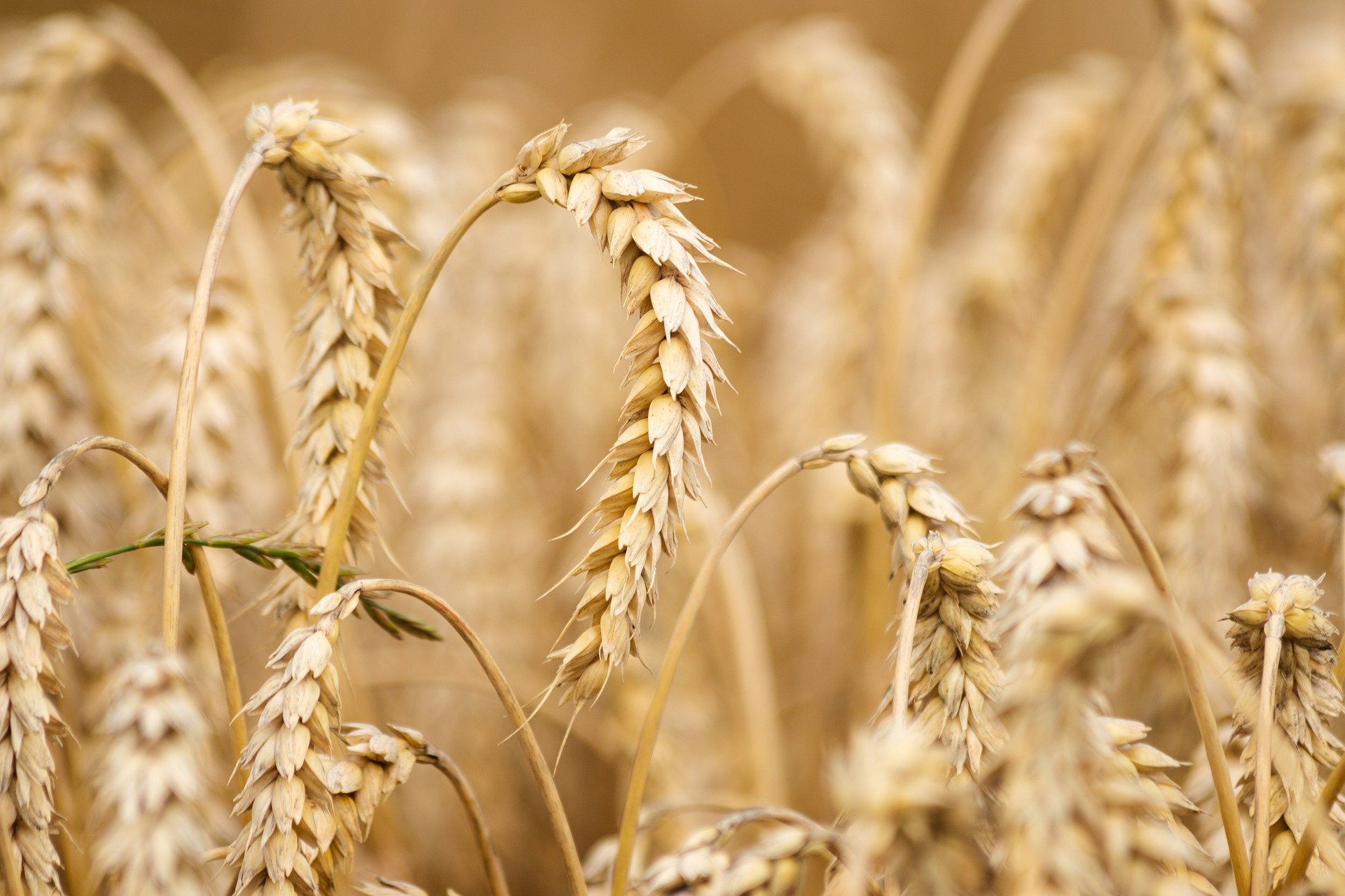 
           Olam au Nigeria veut développer les semences de blé 