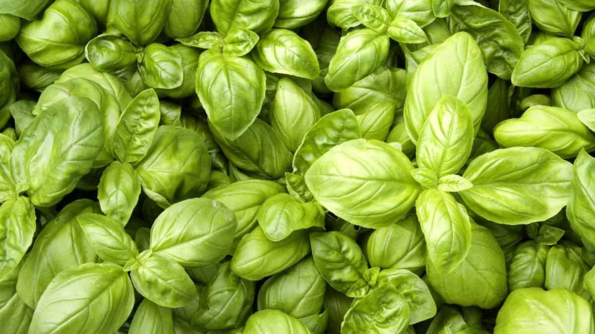 
           Comment cultiver le basilic?