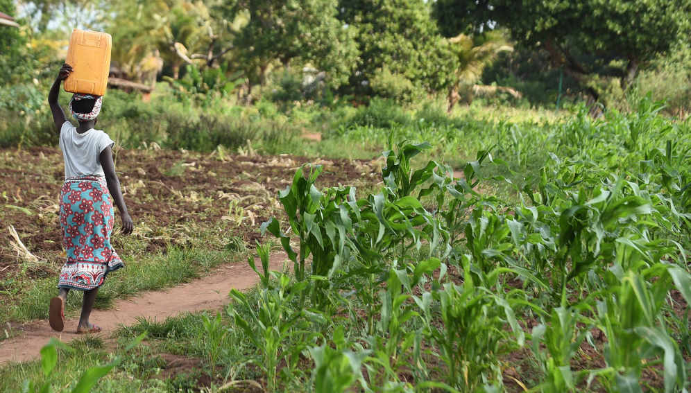 
          Appel à l'arrêt du financement de l'agriculture industrielle