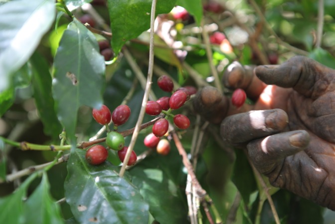 
           Le café Robusta permettrait d’éviter l’effondrement de la production caféière mondiale en 2021/22 