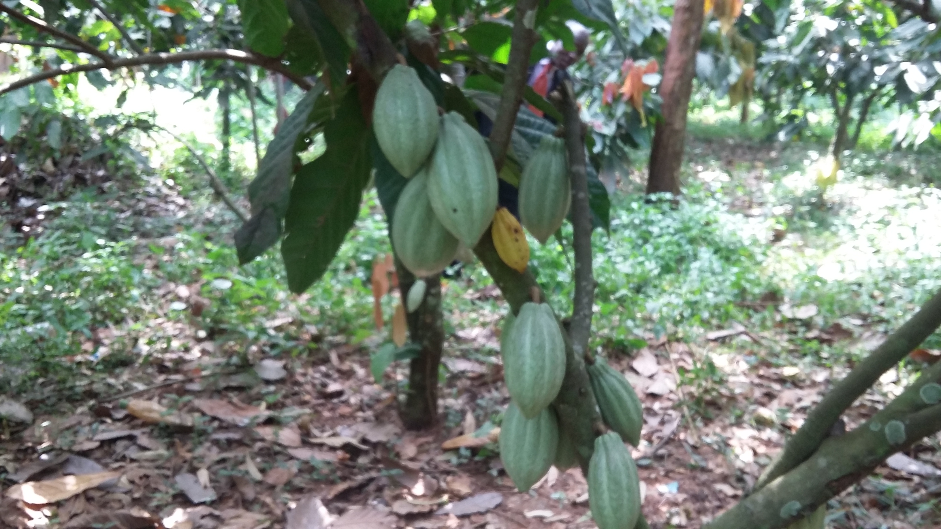 
           Le Ghana replante des cacaoyers alors que sa production chute de 34% 