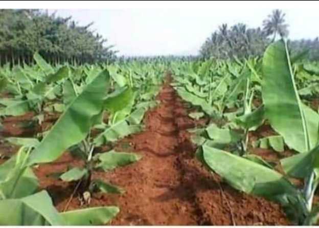 
          Banane plantain 