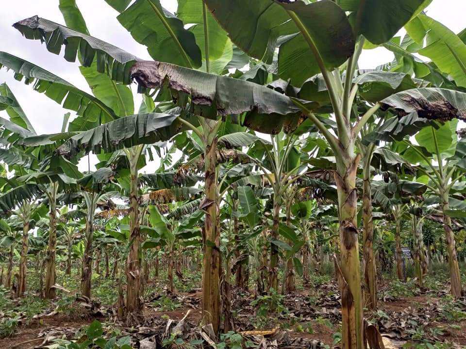 
          Banane plantain 