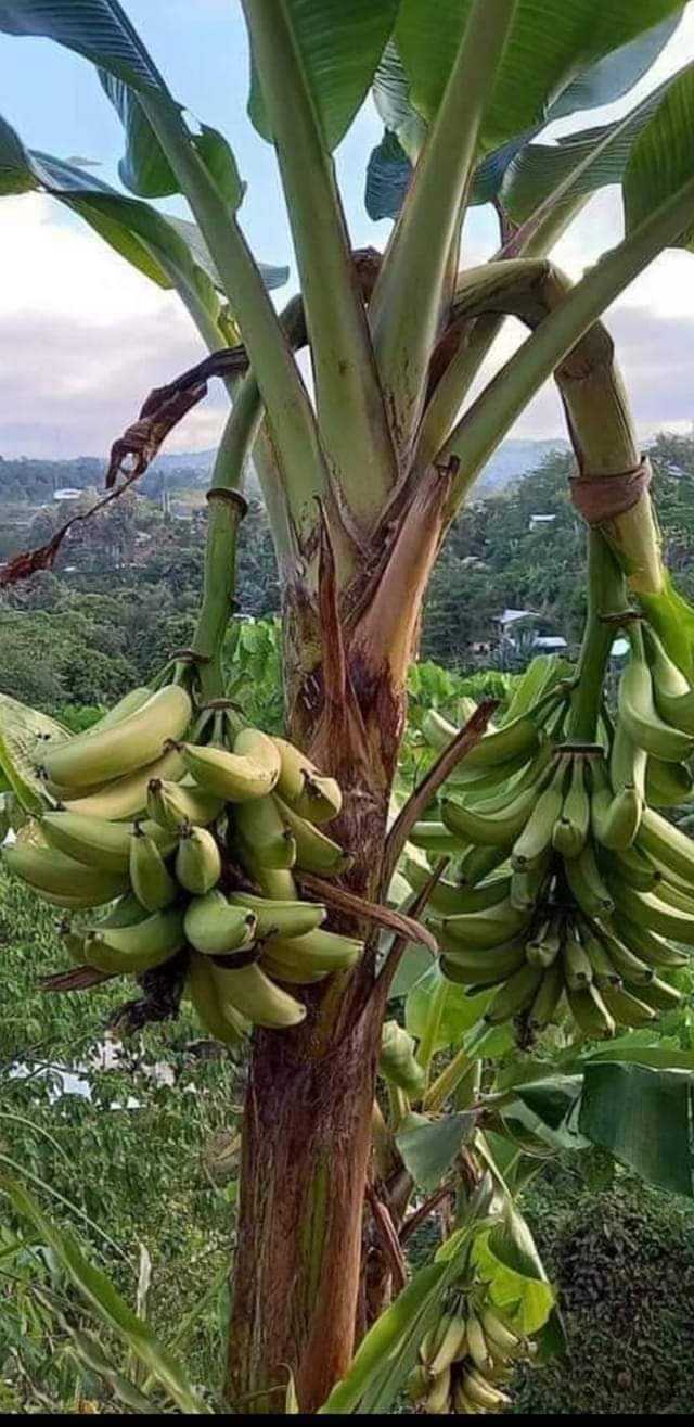 Banane plantain