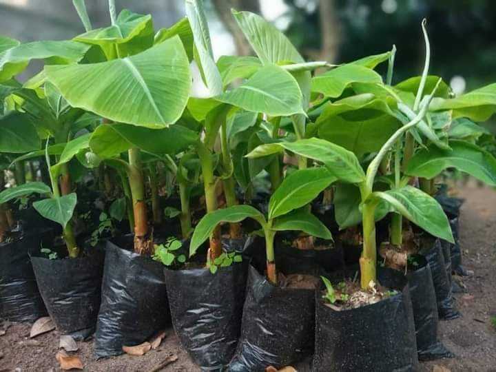 Banane plantain