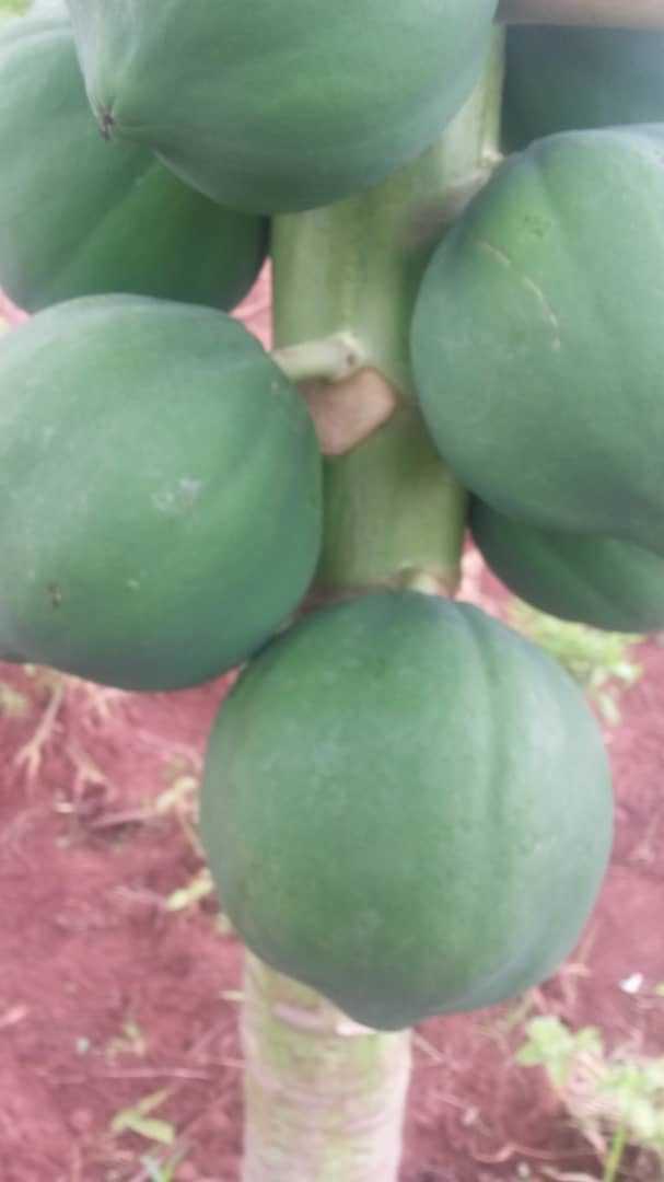 Papayer nain 