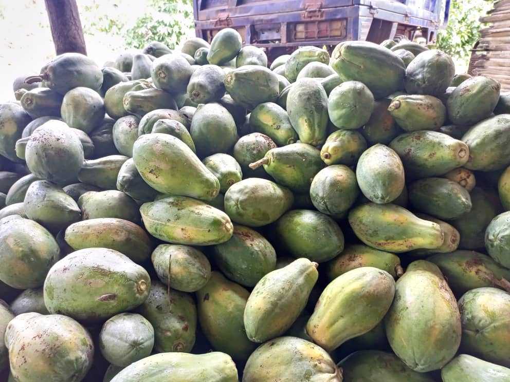 Papayer solo