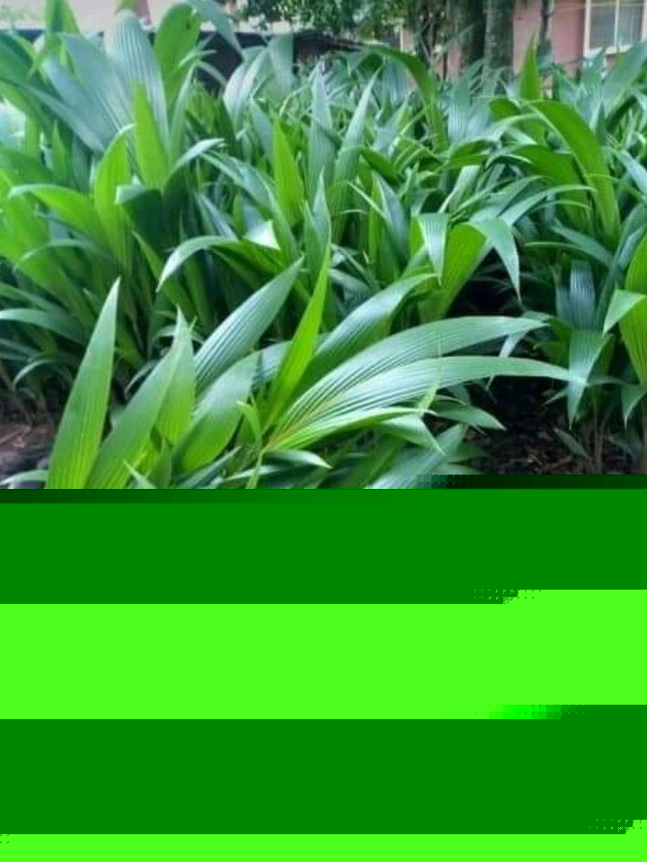 Production des noix de coco
