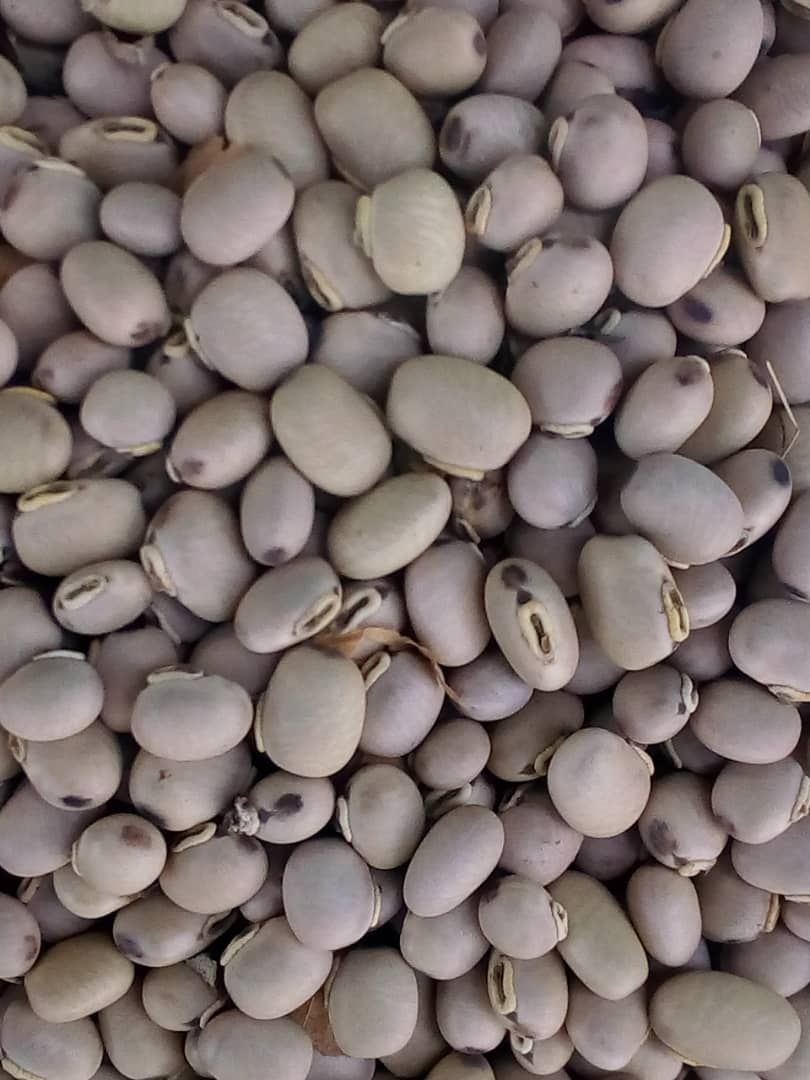 
          Semence de mucuna