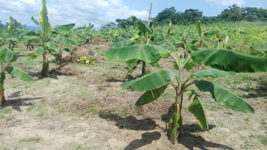 Bananes