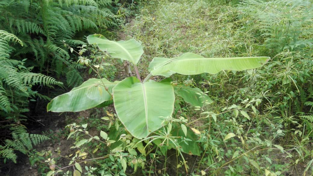 Bananes