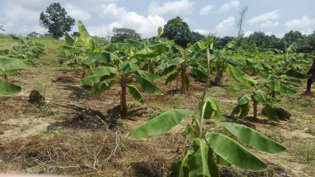 Bananes
