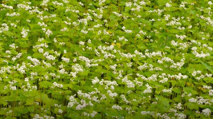 
          Des plantes au service de la lutte contre les bioagresseurs