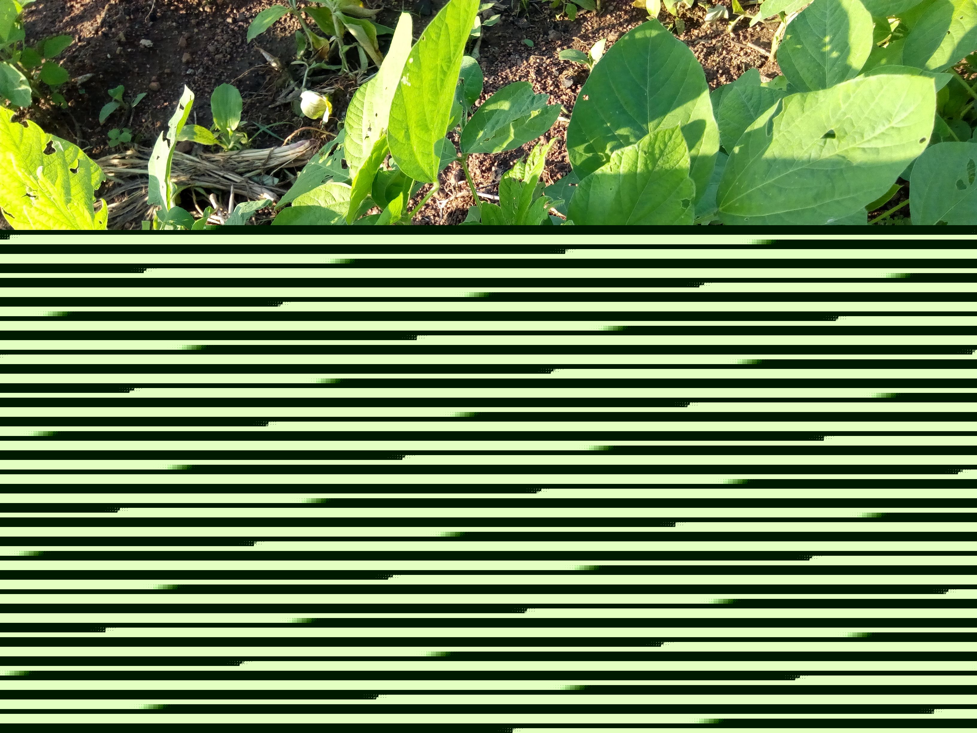 
          Region kara Kante, bonne evolution de plant