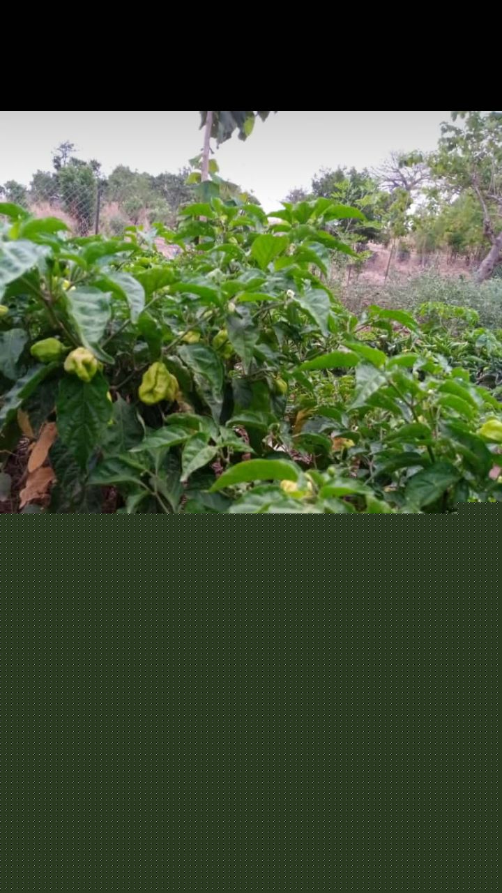 Edoh ATCHADE