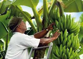 Soycain-Togo/ATCHADE  Edoh