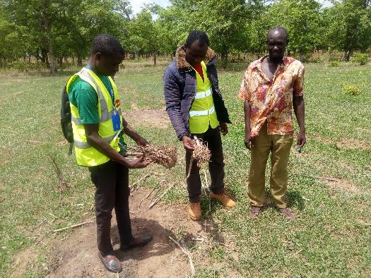 Soycain- Togo/ Agronome Région Savane