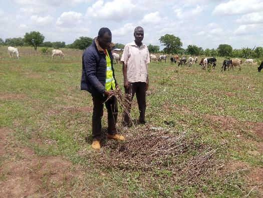 Soycain- Togo/ Agronome Région Savane