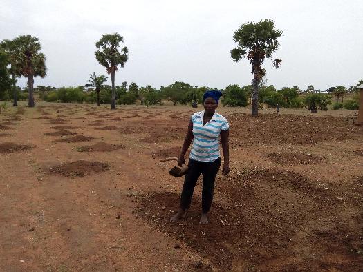 Soycain- TOGO/ Agronome Dapaong-Tandjouaré/Savane