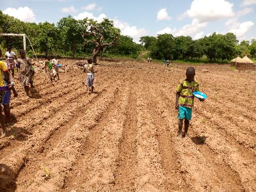 Soycain-Togo/ ATCHADE ;Agronome Savane