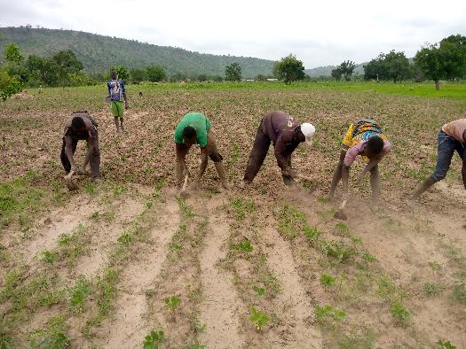 SOYCAIN-TOGO/Agronome Savanes