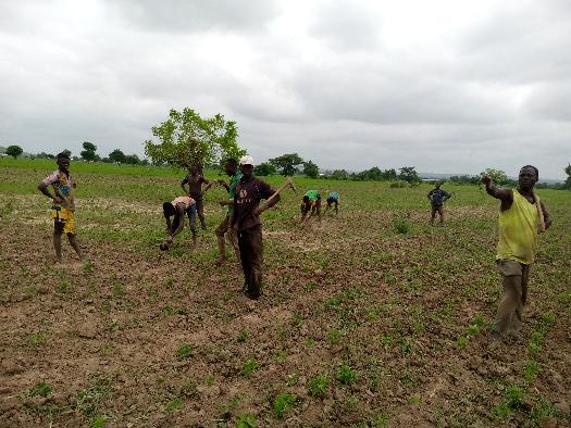 SOYCAIN-TOGO/Agronome Savanes