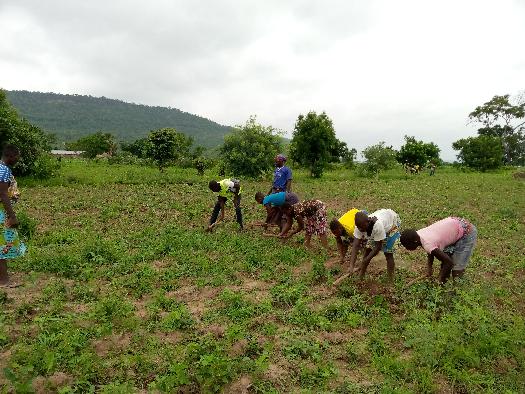 SOYCAIN-TOGO/Agronome Savanes