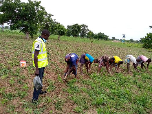 SOYCAIN-TOGO/Agronome Savanes