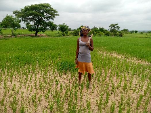 SOYCAIN-TOGO/Agronome Savanes